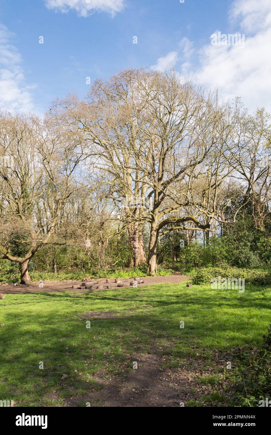 Una targa a Barnie, The Barn Elms Plane Tree (Platanus X hispanica), Barn Elms, Barnes, Londra, SW13, Inghilterra, Regno Unito Foto Stock