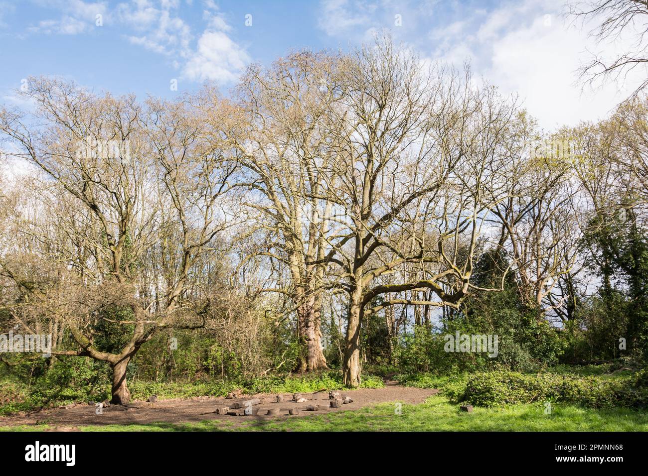 Barnie, The Barn Elms Plane Tree (Platanus X hispanica), Barn Elms, Barnes, London, SW13, Inghilterra, Regno Unito Foto Stock