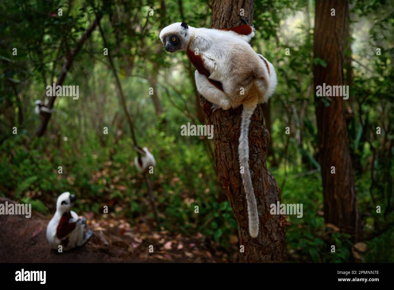 Sifaka di Coquerel, Propithecus coquereli, riserva Peyrieras. Gruppo di scimmie in habitat. Lemure nella foresta tropicale verde scuro. Sifaka sull'albero, soleggiato Foto Stock