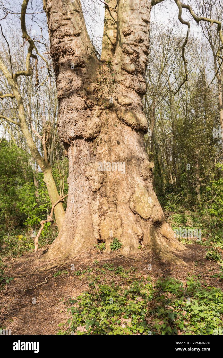 Barnie, The Barn Elms Plane Tree (Platanus X hispanica), Barn Elms, Barnes, Londra, SW13, Inghilterra, Regno Unito Foto Stock