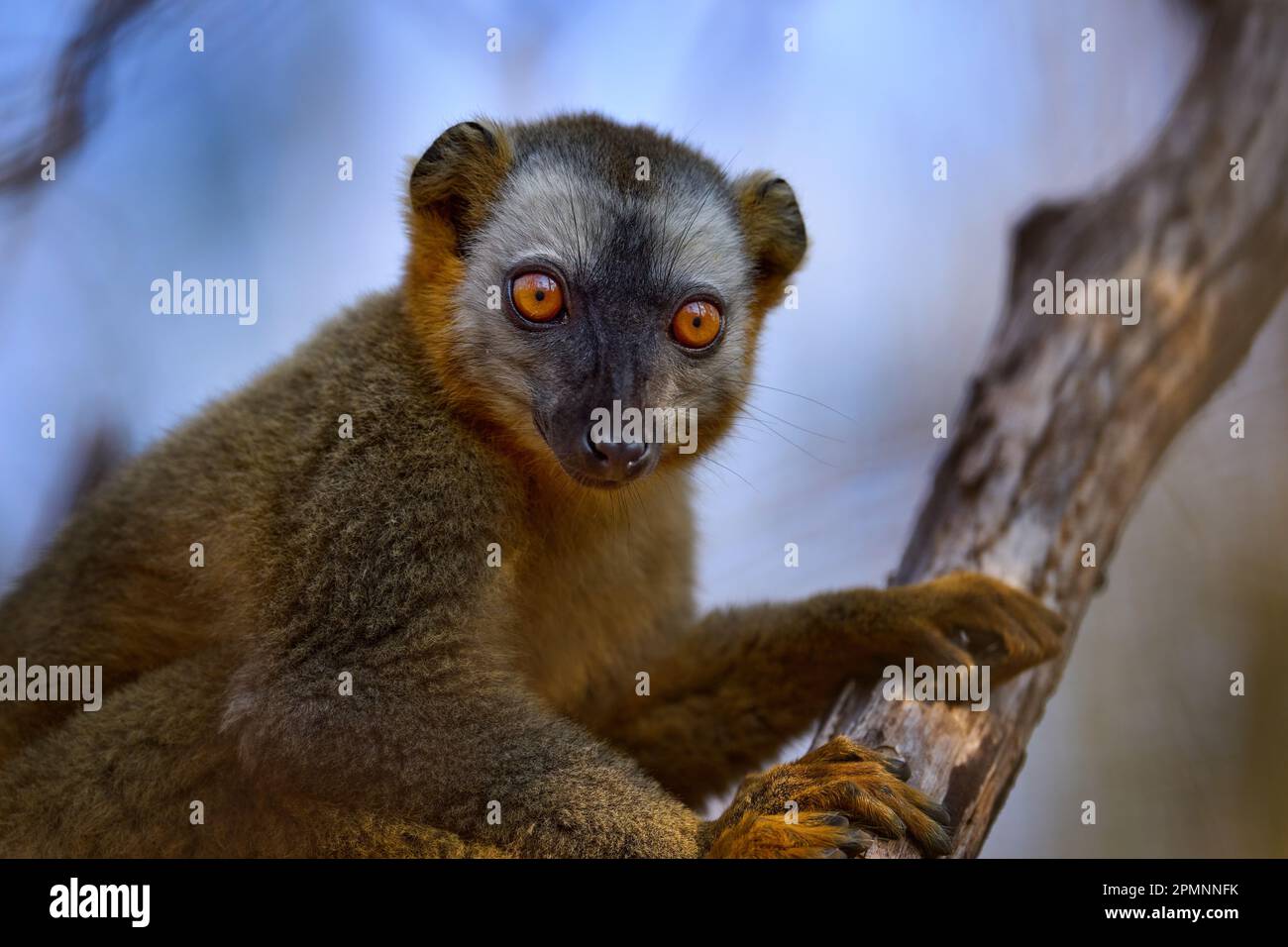 Ritratto con dettagli lemuri. Lemuri bruni dalla facciata rossa, Eulemur fulvus rufus, Kirindy Forest in Madagascar. Scimmia marrone grigio su albero, nella foresta Foto Stock