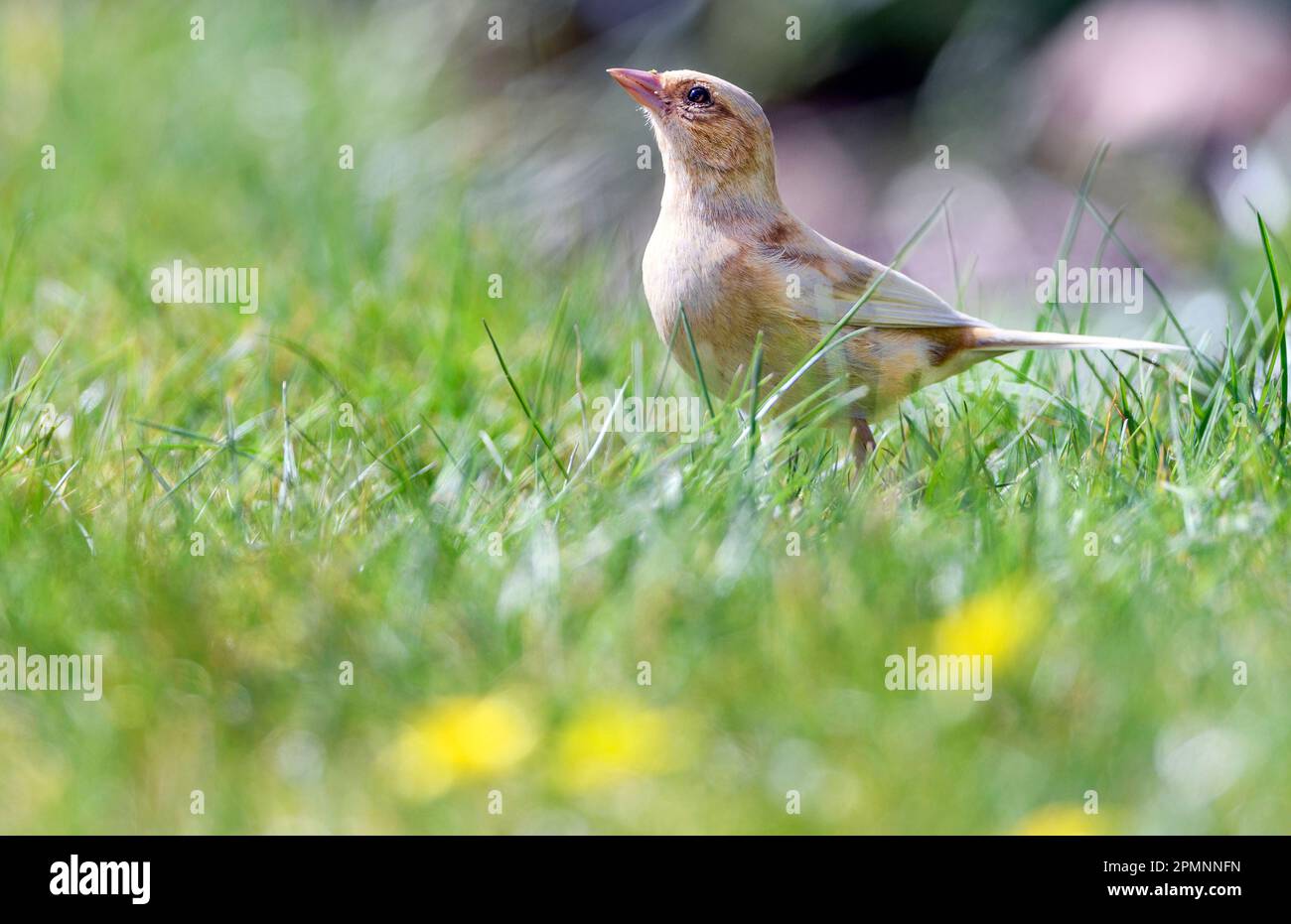 Chaffinch comune leucistico (coelebs Fringilla) da HIDRA, Norvegia sud-occidentale nel mese di aprile. Il campione mostra una mancanza di pigmentazione naturale. Foto Stock
