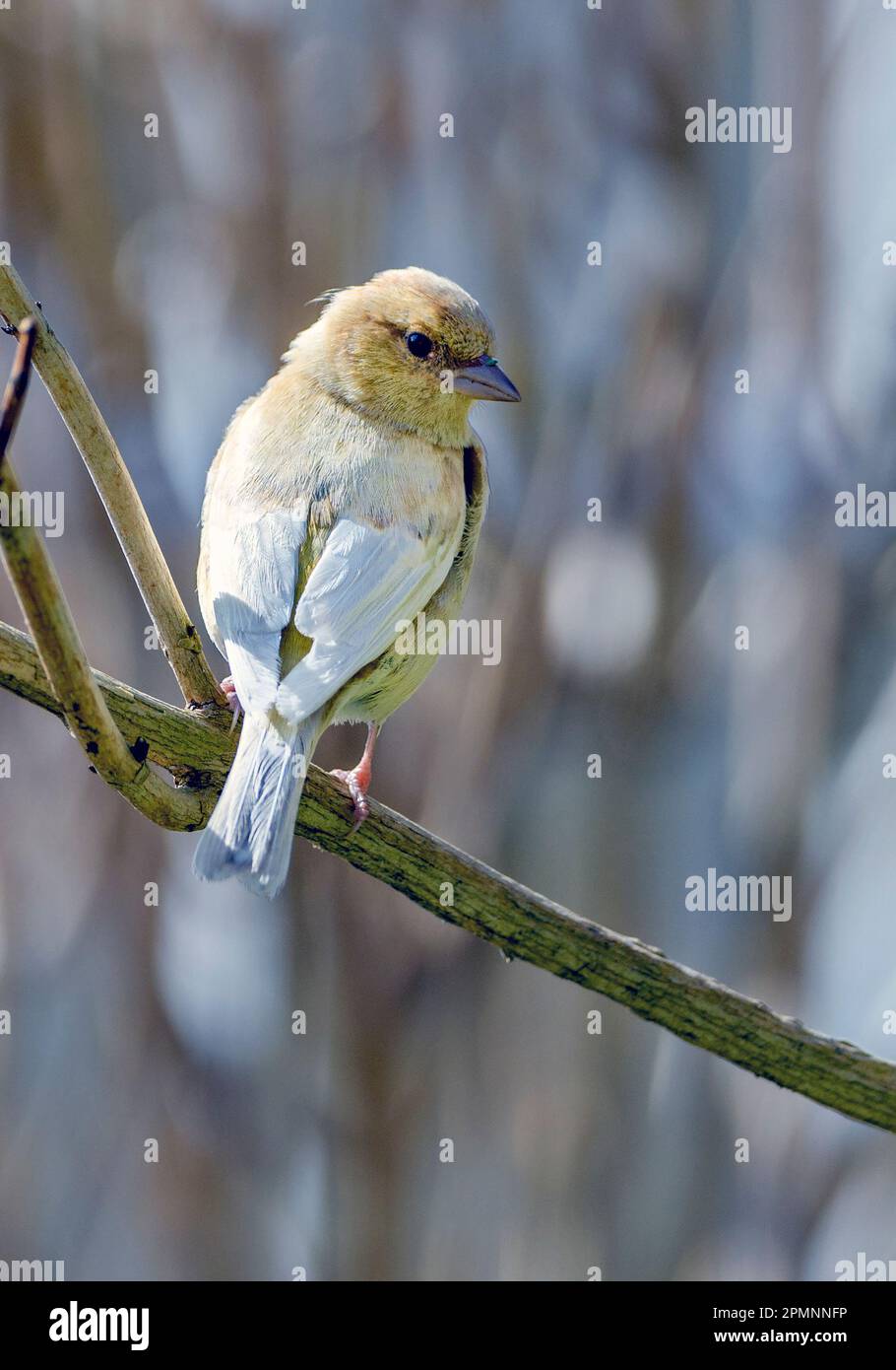 Chaffinch comune leucistico (coelebs Fringilla) da HIDRA, Norvegia sud-occidentale nel mese di aprile. Il campione mostra una mancanza di pigmentazione naturale. Foto Stock