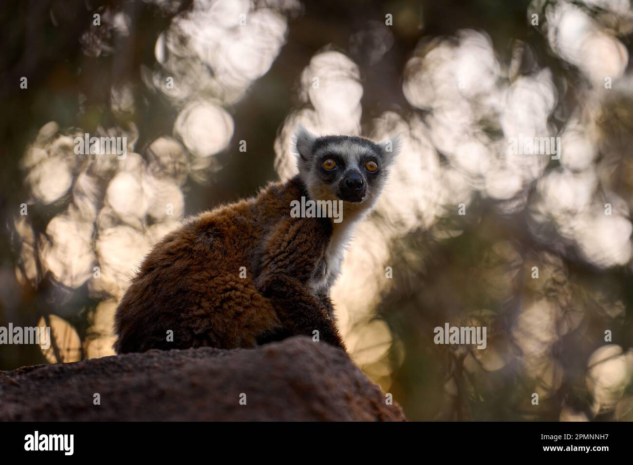 Madagascar fauna selvatica, scimmia. Lemur con coda ad anello, Lemur catta, con fondo verde chiaro. Animale da Madagascar, Africa, occhi arancioni. Mammale eveni Foto Stock
