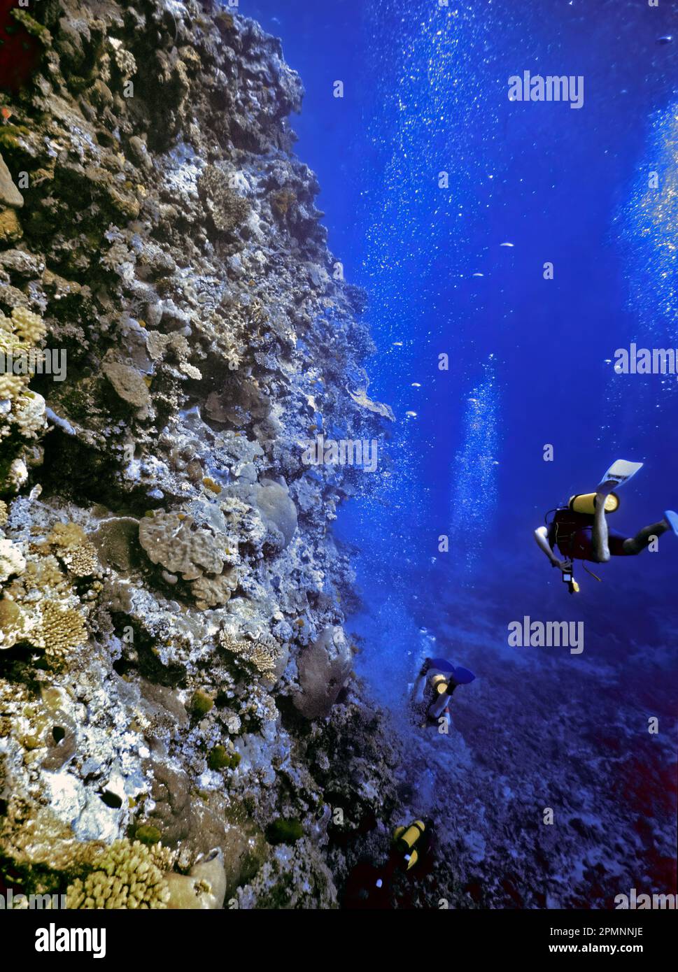 Immersioni Myrmidon Reef (Grande barriera Corallina centrale), Australia. Foto Stock