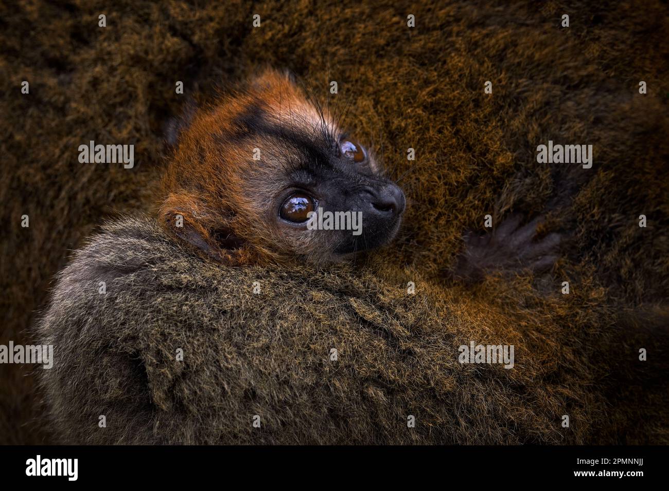 Cura del cucciolo di babe del lemur dettaglio primo piano. Lemur marrone con facciata rossa, Eulemur fulvus rufus, giovane ritratto nella pelliccia. Comportamento carino della famiglia del lemur, Anda Foto Stock