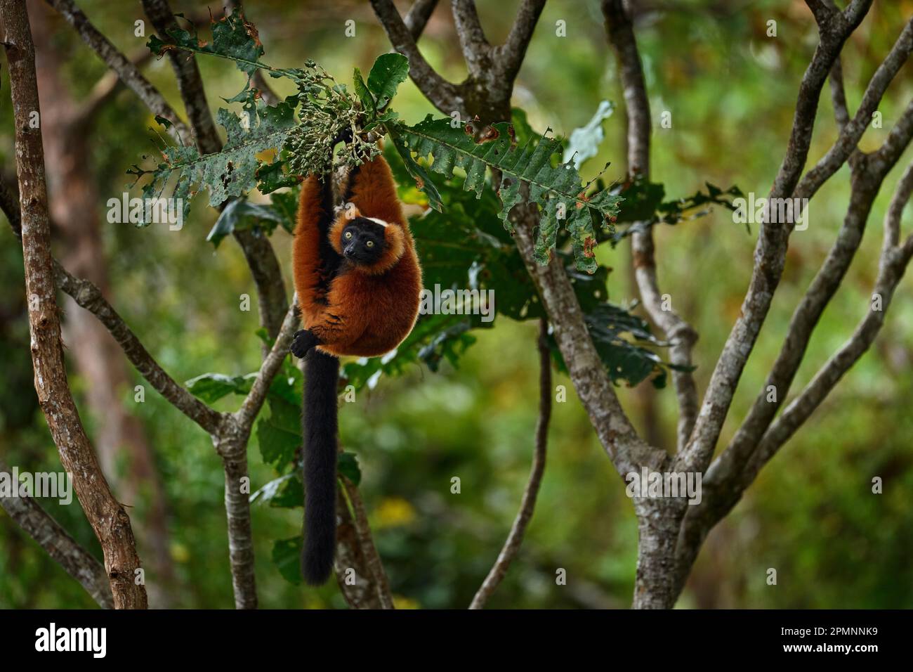 Fauna selvatica del Madagascar. Lemur rosso ruffed, Varecia rubra, Parco Nazionale Andasibe - Mantadia in Madagascar. Scimmia rossa marrone sull'albero, habitat naturale in Foto Stock