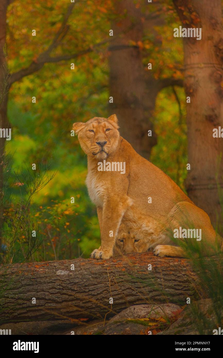 Löwin auf Baumstamm Foto Stock
