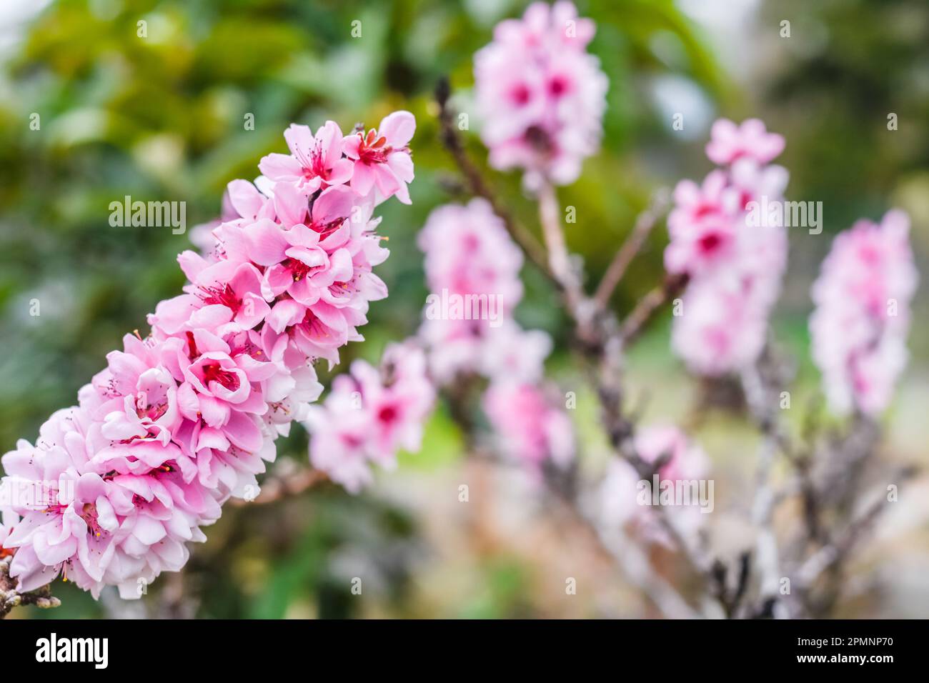 splendidi fiori rosa da un arbusto di pesca in un giardino in primavera Foto Stock