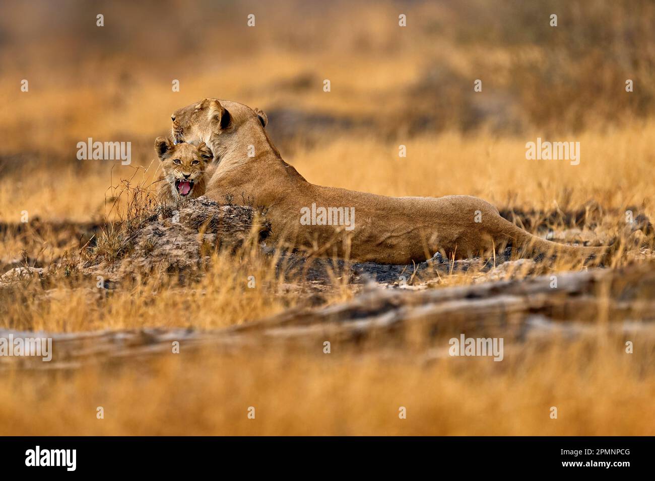 Leone africano, gattino giovane. Fauna selvatica del Botswana. Leone, fuoco bruciato savana distrutta. Animale in luogo di fuoco bruciato, leone giacente in cenere nera e ceneri, Foto Stock