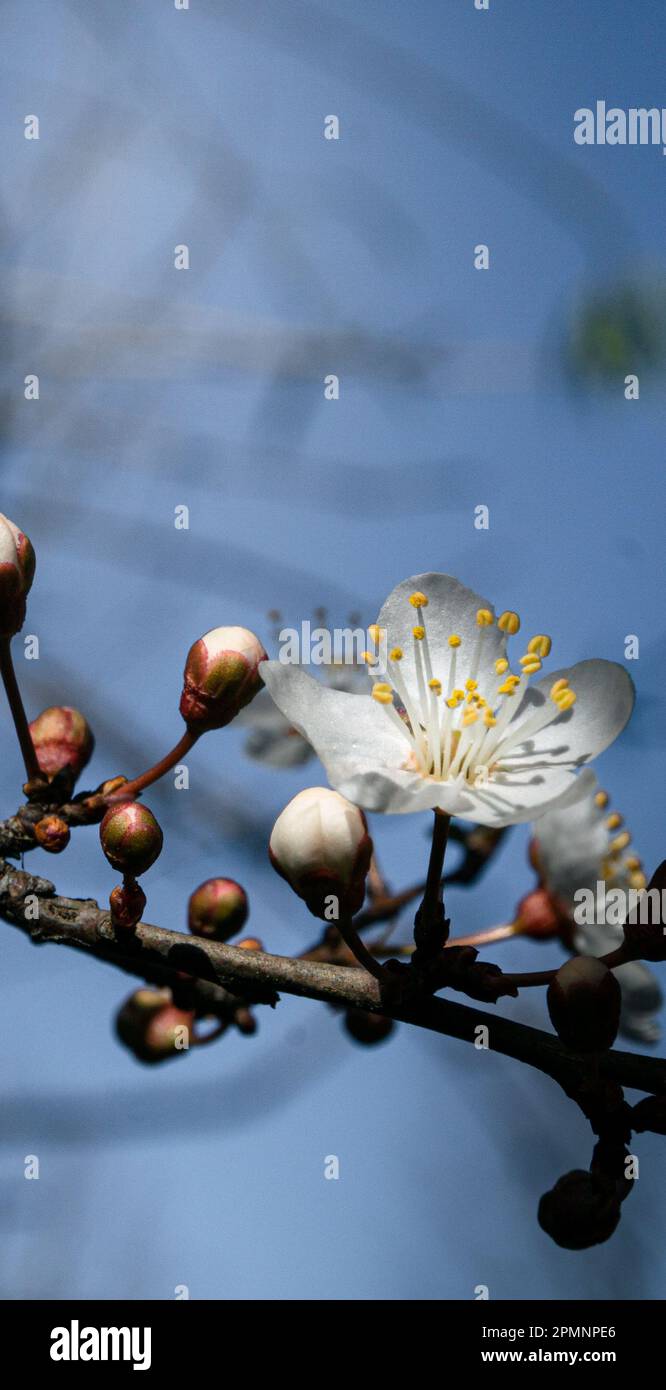 Un fiore bello e vibrante in cima ad un lussureggiante ramo di albero verde, circondato da altri piccoli fiori in fiore Foto Stock