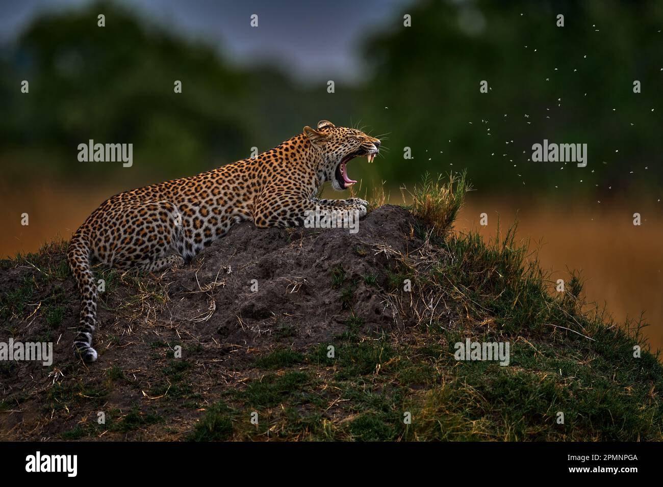 Bocca aperta leopardo muso, Panthera pardus shortidgei, habitat naturale, grande gatto selvatico, giorno di sole sulla savana, Okavango delta Botswana. Fauna nat Foto Stock
