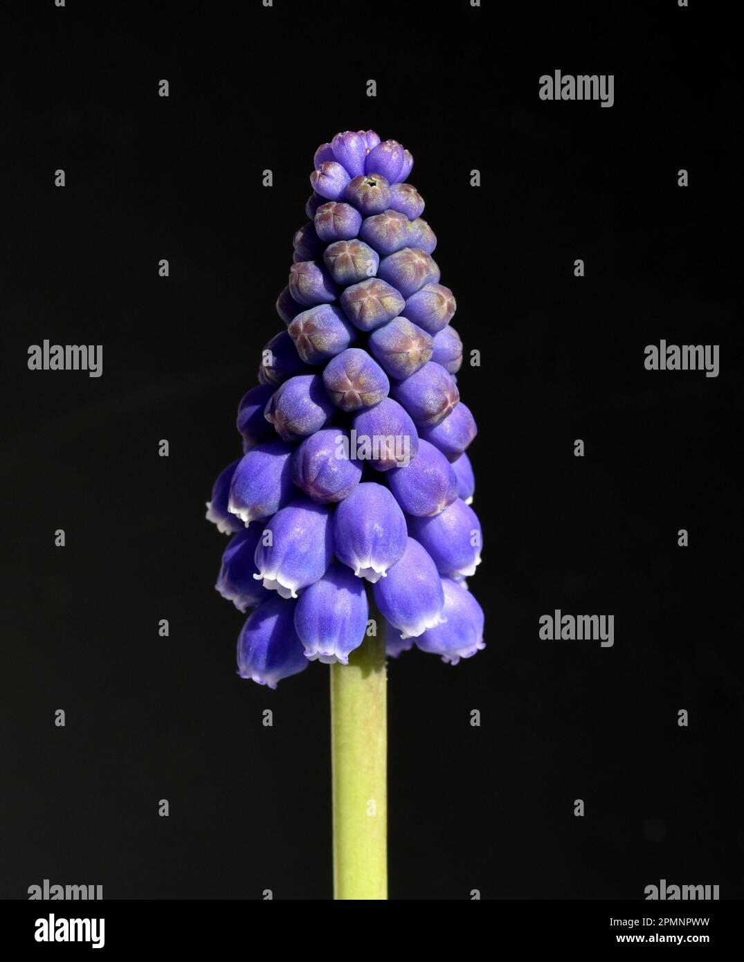 Traubenhyazinthe, Muscari latifolium, ist eine wachsende wachsende wild Blume mit blauen Blueten. Il giacinto d'uva, Muscari latifolium, è un fiore selvatico con blu Foto Stock