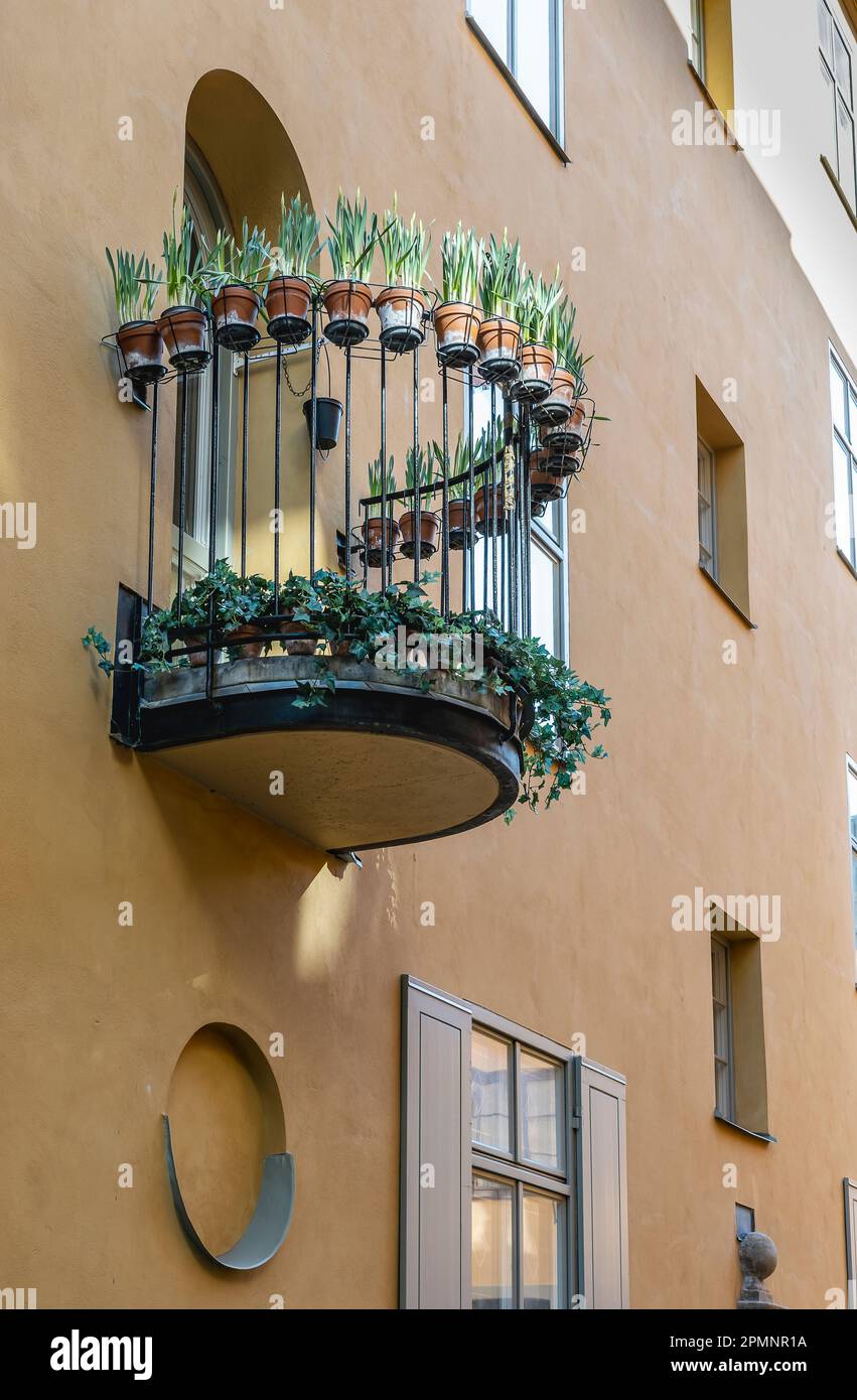 Narcisi su una fila di balconi che si erige una mattina presto a Stoccolma Svezia. Foto Stock