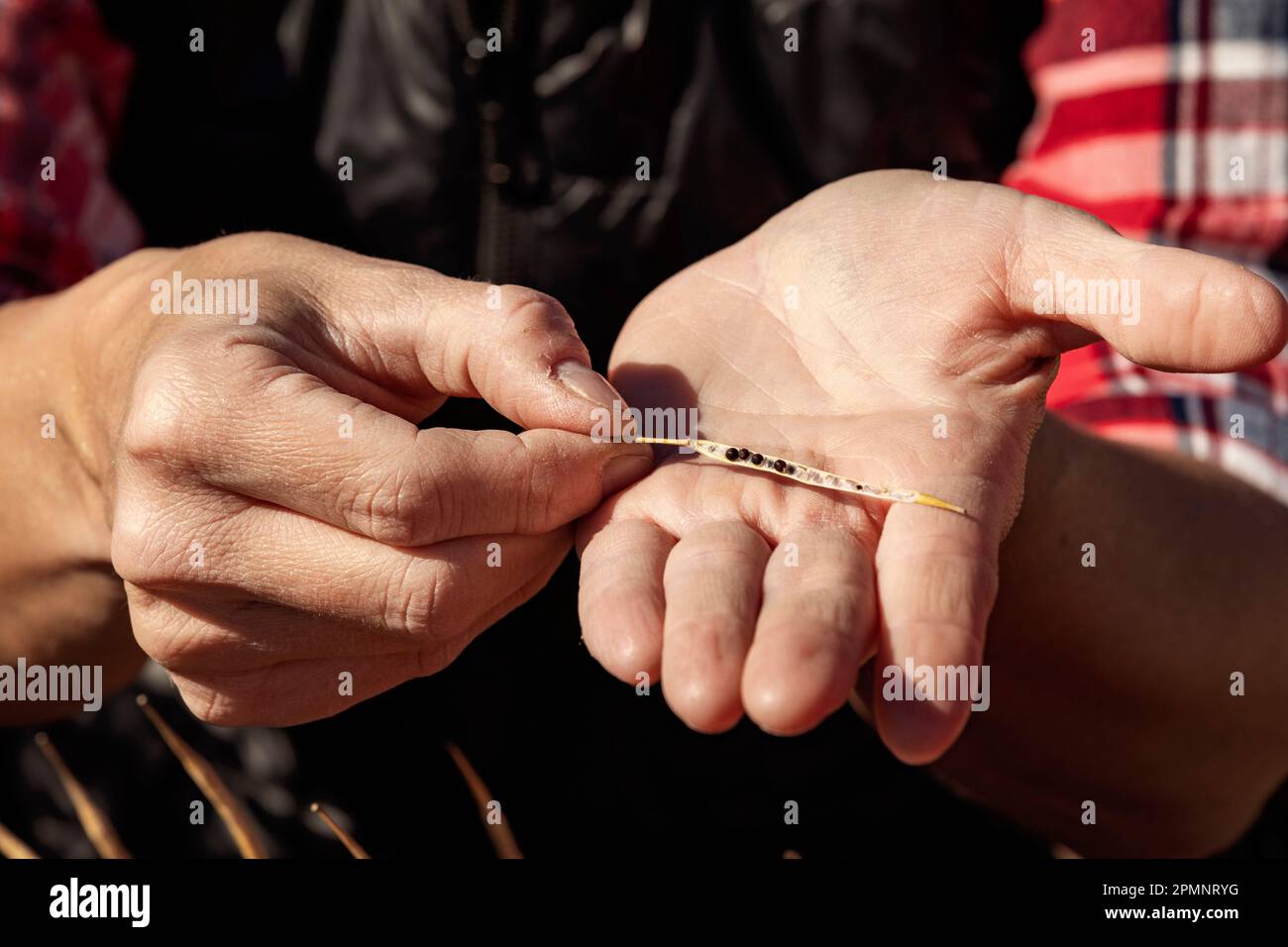 Primo piano delle mani di una donna che detiene ed esamina un gambo di canola maturo pronto per il raccolto; Alcomdale, Alberta, Canada Foto Stock