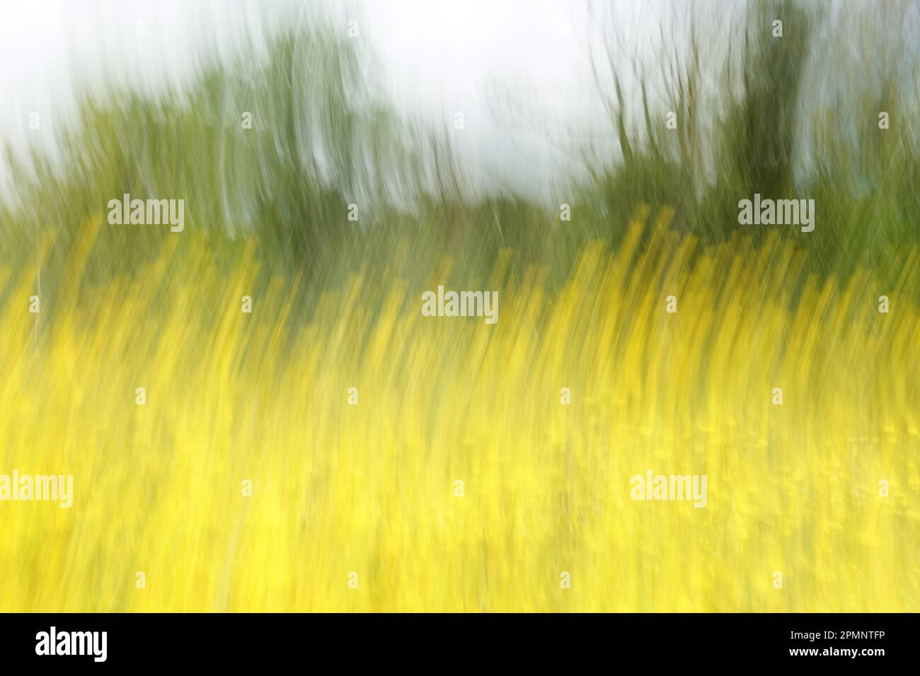 Campo colore di fiori gialli e alberi astratto movimento sfocatura paesaggio impressionista. Movimento intenzionale della telecamera. Foto Stock