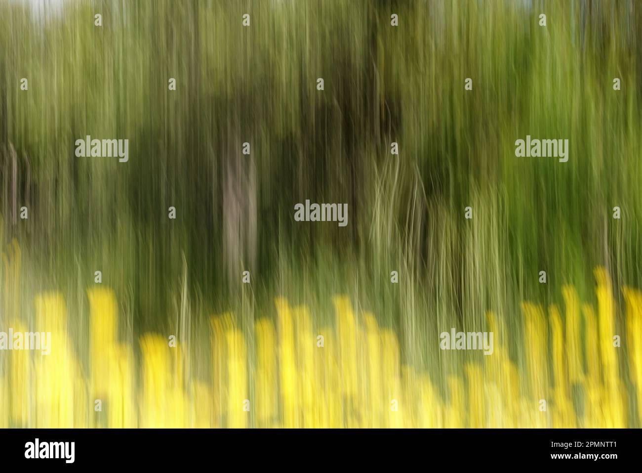 Legno e fiori gialli astratto movimento sfocatura. Movimento intenzionale della telecamera panorama primaverile impressionista. Foto Stock
