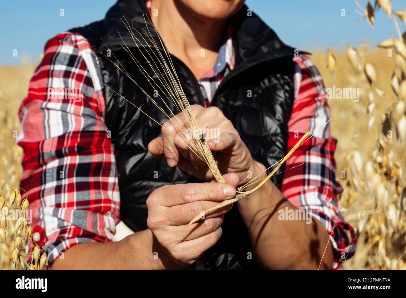 Primo piano delle mani di una donna agricola matura che rileva danni causati da errori durante l'ispezione delle teste di orzo maturo in un campo di coltura mista pronto per la raccolta Foto Stock