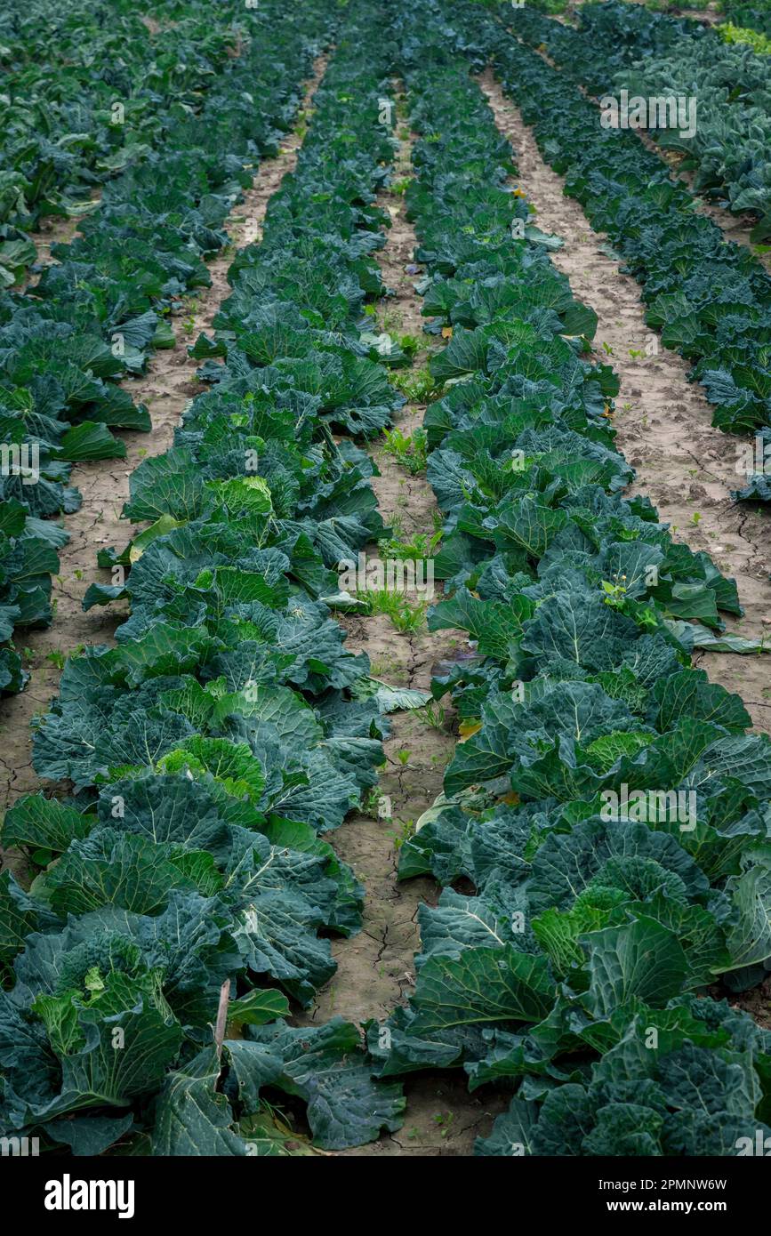 Primo piano di file di cavoli (Brassica oleracea var. Capitata) in un campo; Benissanet, Tarragona, Spagna Foto Stock