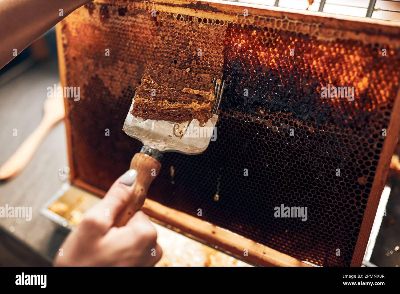 Produzione di miele. Lavorare in apiario. Nido d'ape dall'alveare. Tempo di raccolta in apiario. Apicoltura come hobby. Produzione agricola Foto Stock
