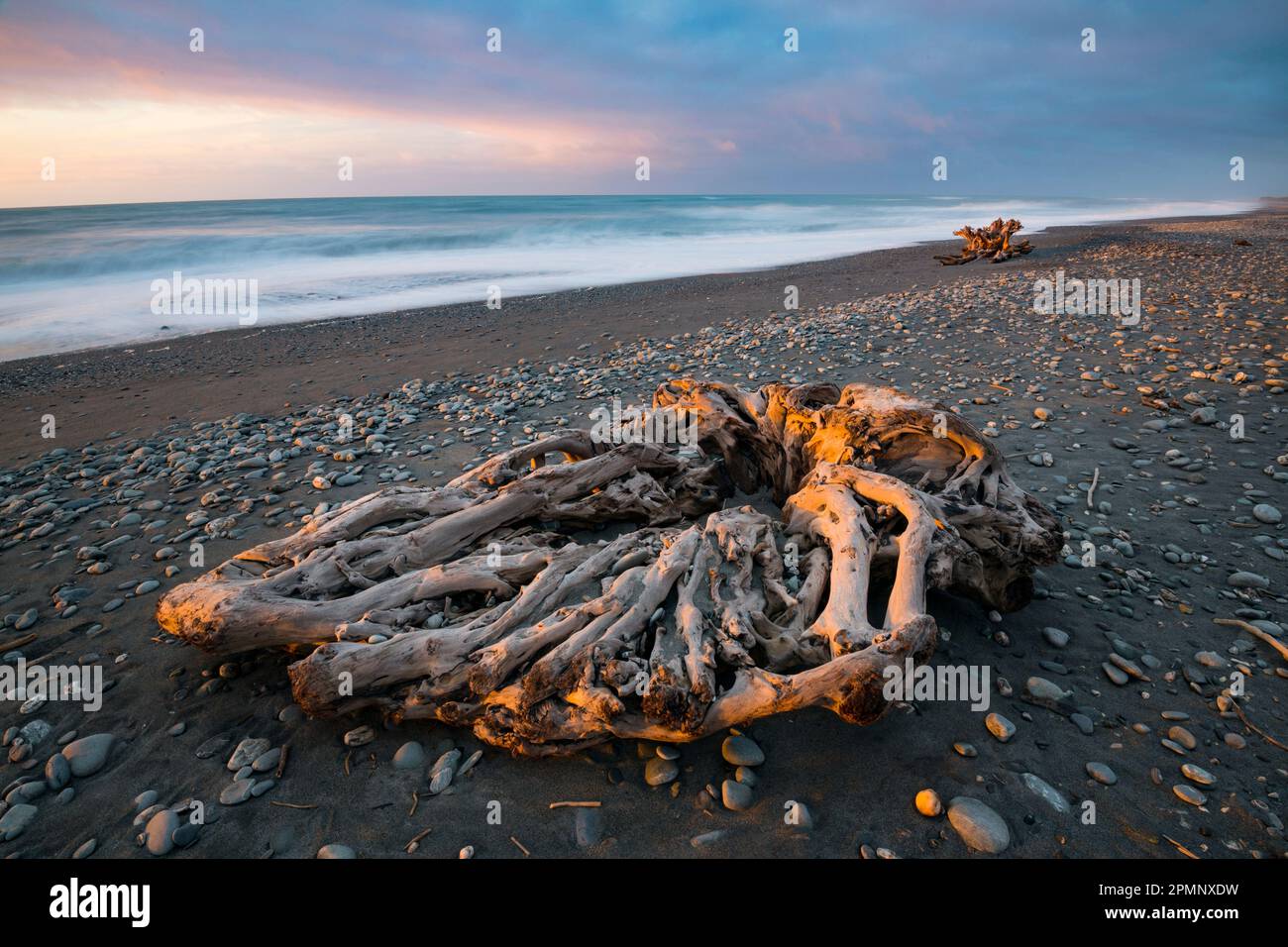 Radici di un albero su Gillespies Beach al tramonto; Fox Glacier, South Island, nuova Zelanda Foto Stock