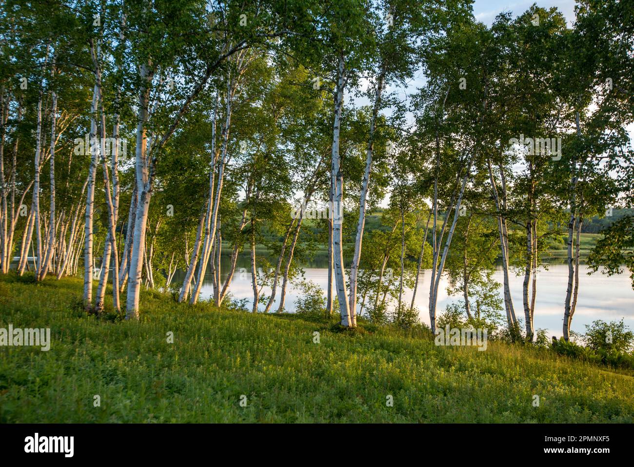 Piccolo boschetto di betulla bianca (Betula Papyrifera), noto anche come betulla di carta o betulla canoa, sulle rive della costa del Maine al tramonto Foto Stock