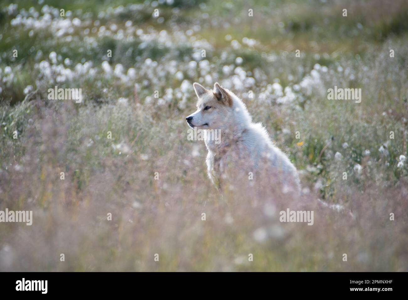 Ritratto di un cane della Groenlandia (Canis lupus familiaris), una grande razza di cane, seduto in un campo di fiori selvatici; Ilulissat, Groenlandia Foto Stock