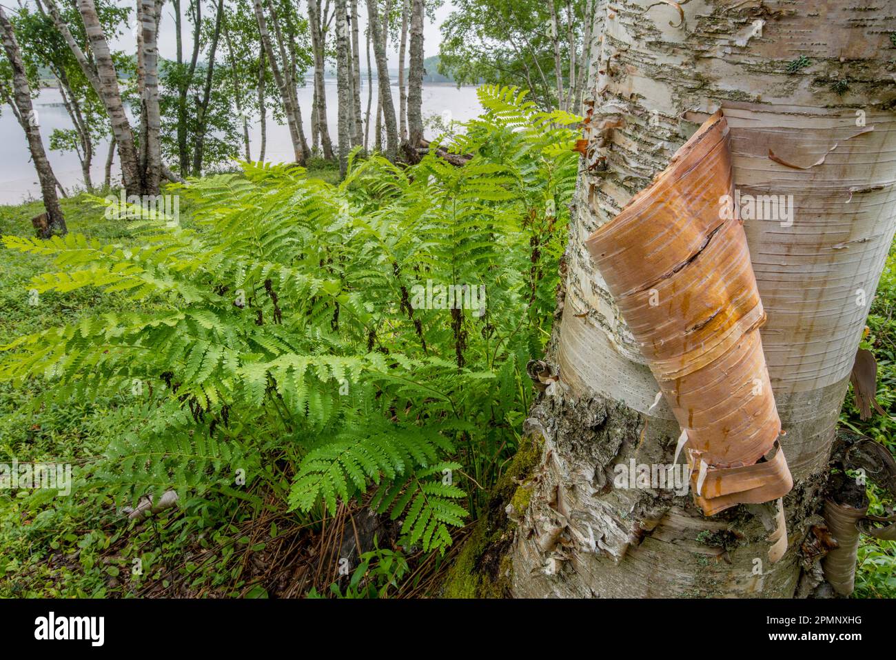 Corteccia di un albero di betulla con felci che crescono alla base dell'albero in un piccolo boschetto di betulle bianche (Betula Papyrifera) sulla riva... Foto Stock