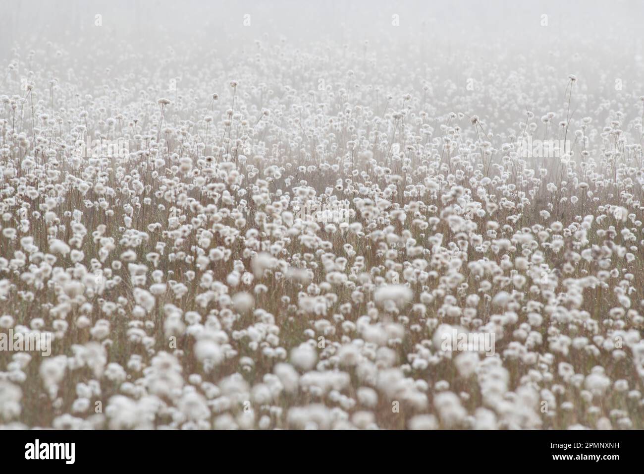 Rugiada ed erba di cotone (Eriophorum) al Blackwater Falls State Park in West Virginia, Stati Uniti; Davis, West Virginia, Stati Uniti d'America Foto Stock