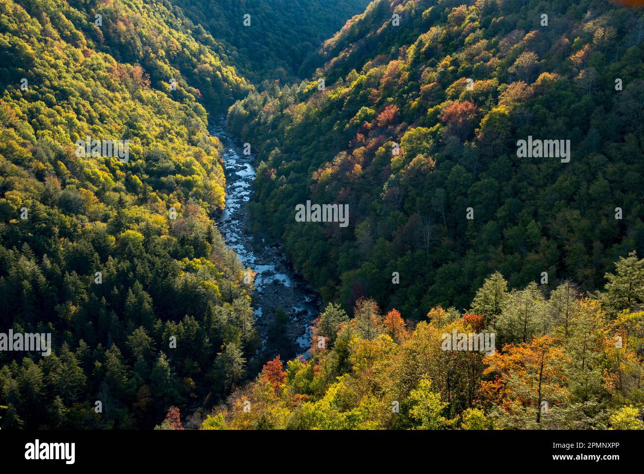 Fogliame autunnale nel Blackwater Falls State Park, West Virginia, USA; Davis, West Virginia, Stati Uniti d'America Foto Stock