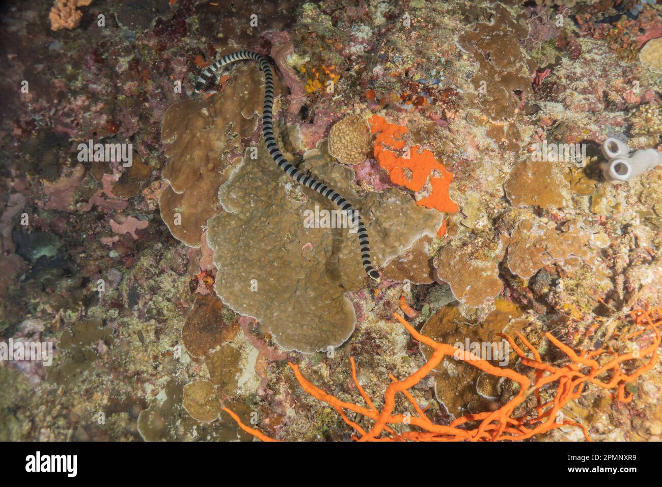 Banded Sea Krait Laticauda colubrina nel Mare delle Filippine Foto Stock