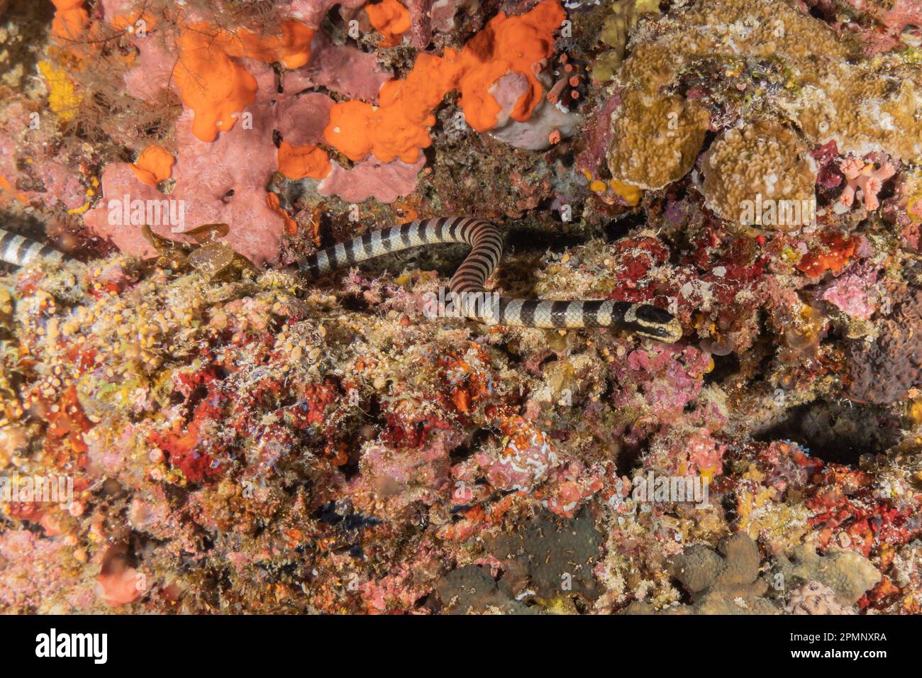 Banded Sea Krait Laticauda colubrina nel Mare delle Filippine Foto Stock