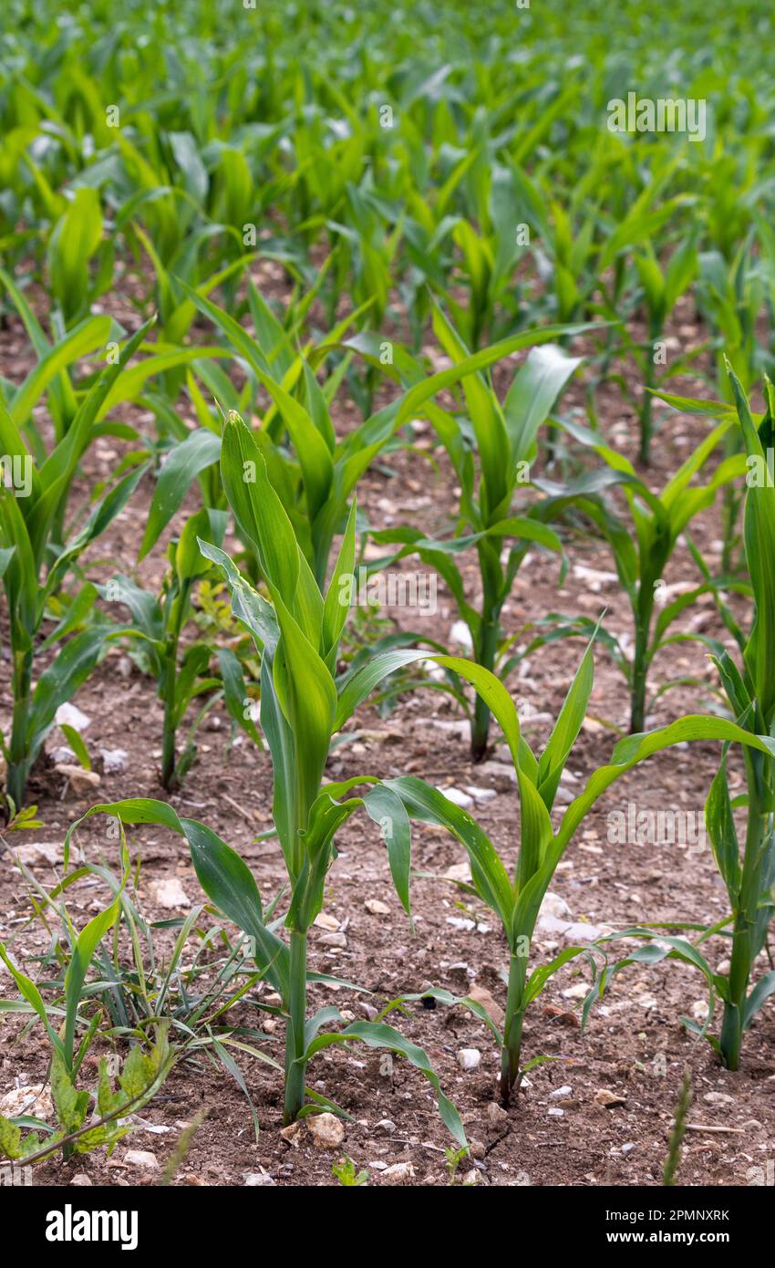 Piante di mais giovani pianta che crescono in un campo Foto Stock