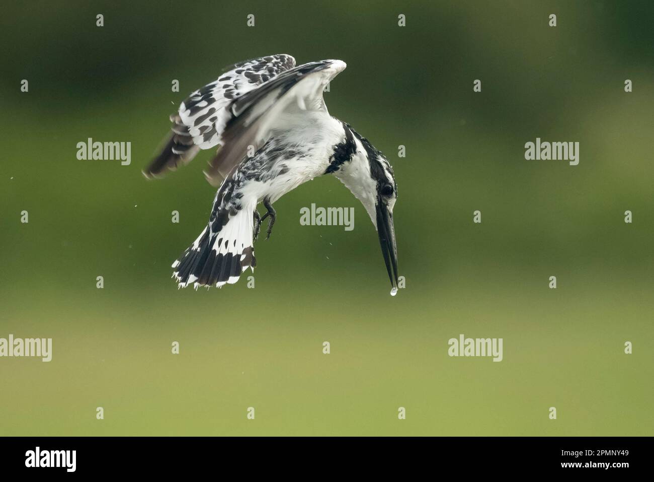 Pied Kingfisher (Ceryle rudis) si libra con una goccia d'acqua sul becco; Okavango Delta, Botswana Foto Stock