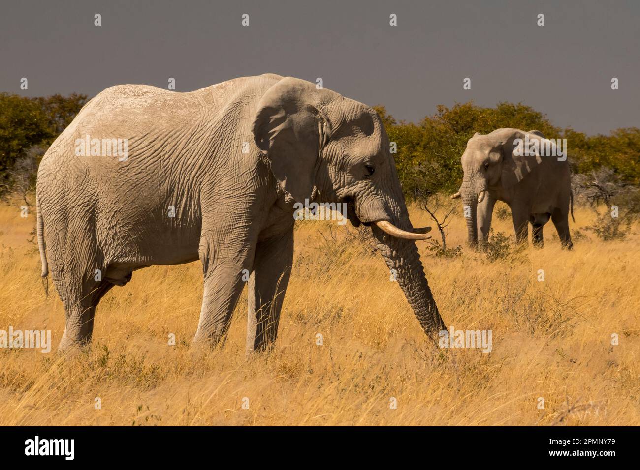 Coppia di giovani elefanti maschi (Loxodonta africana) che pascolano nel parco nazionale di Etosha; Okaukuejo, Kunene, Namibia Foto Stock