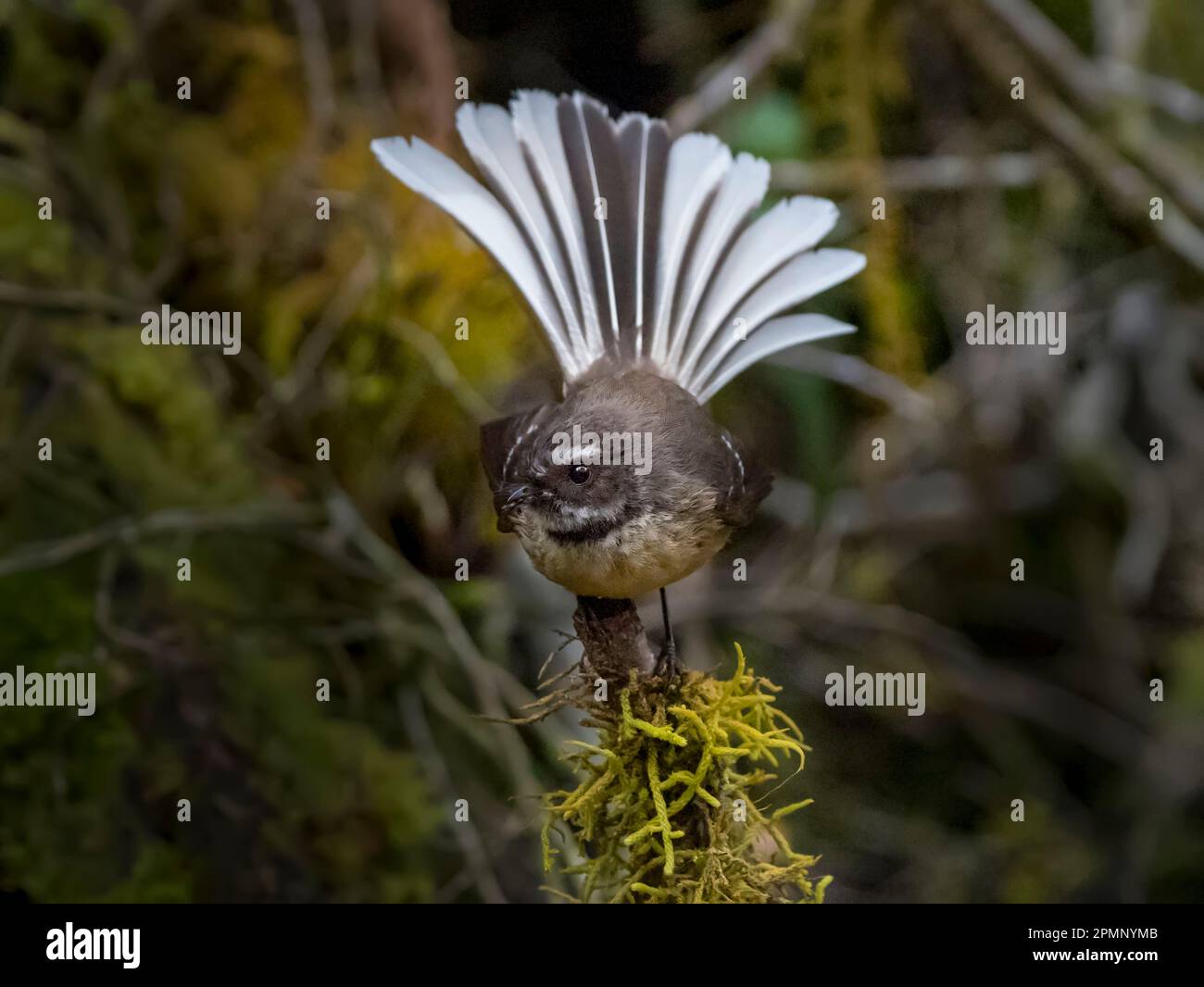New Zealand Fantail (Rhipidura fuliginosa) in piena esposizione; Milford Sound, Milford Track, South Island, nuova Zelanda Foto Stock