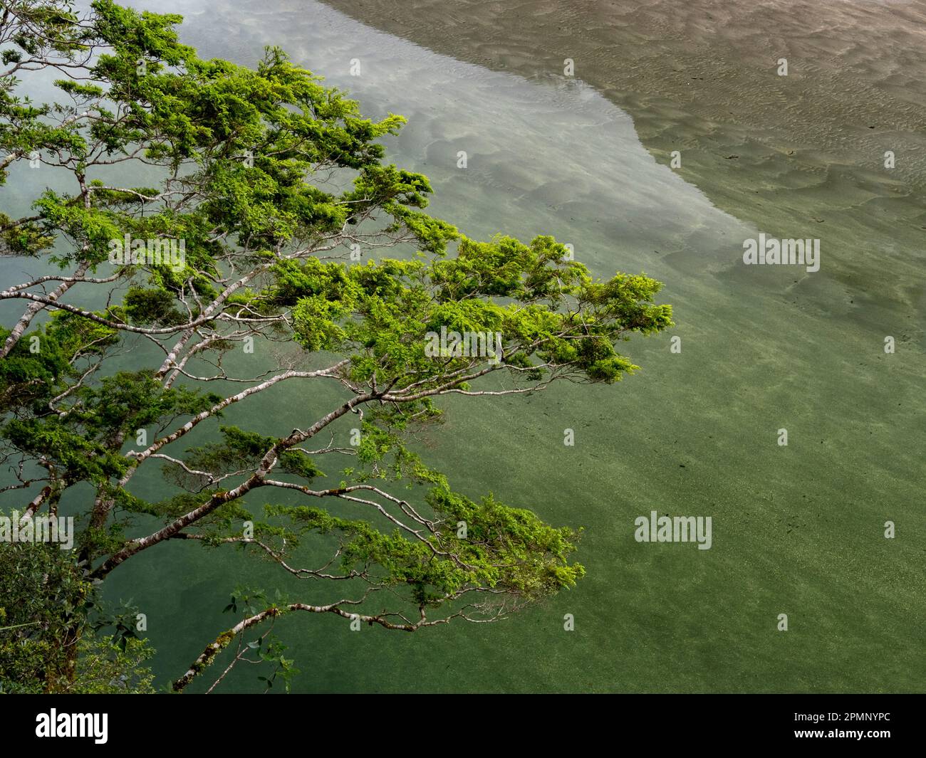 Rami di un faggio rosso (Nothofagus fusca) sulle acque del lago Ada; Milford Sound, Milford Track, South Island, nuova Zelanda Foto Stock