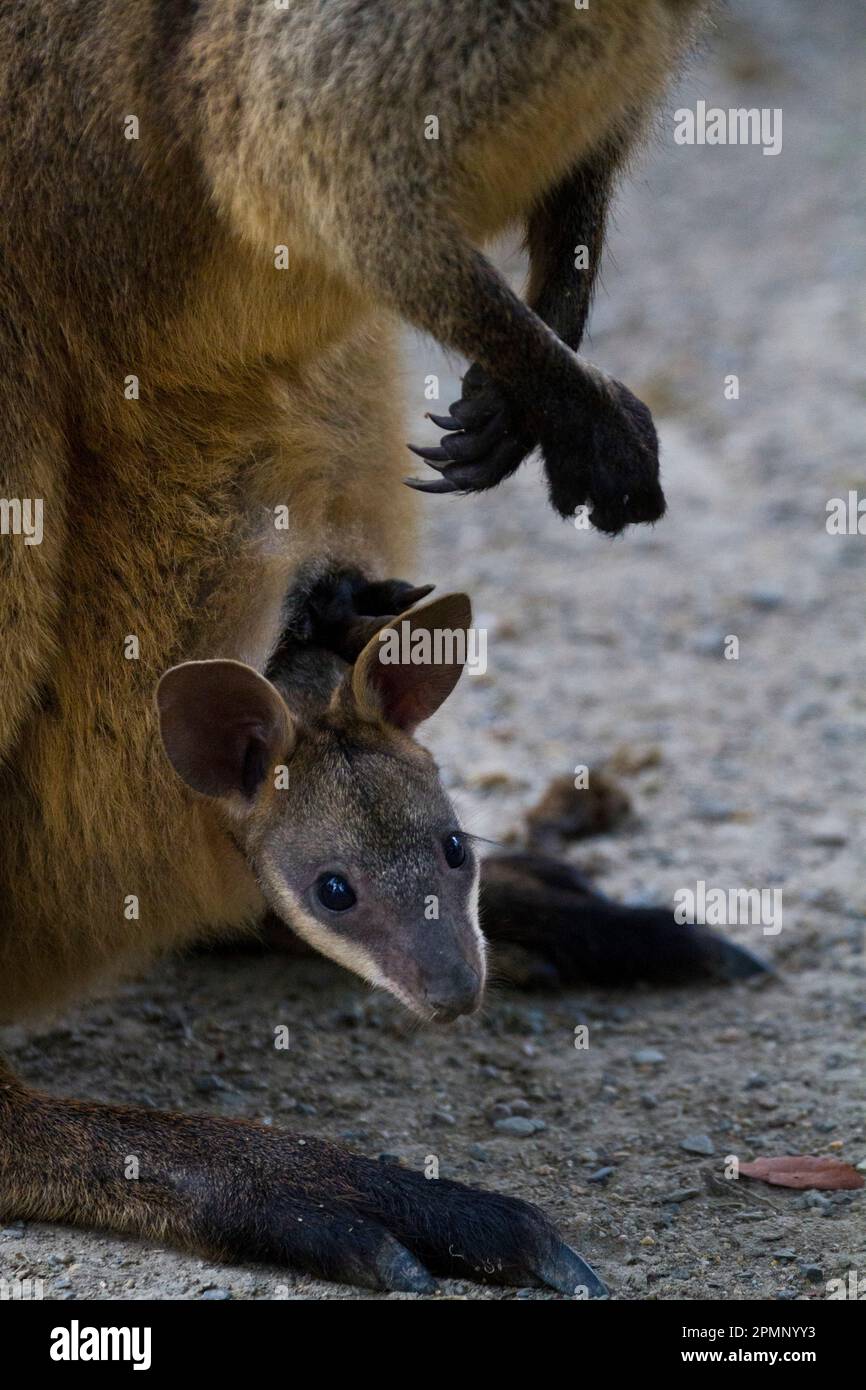Canguro del bambino nella borsa della madre; Australia Foto Stock
