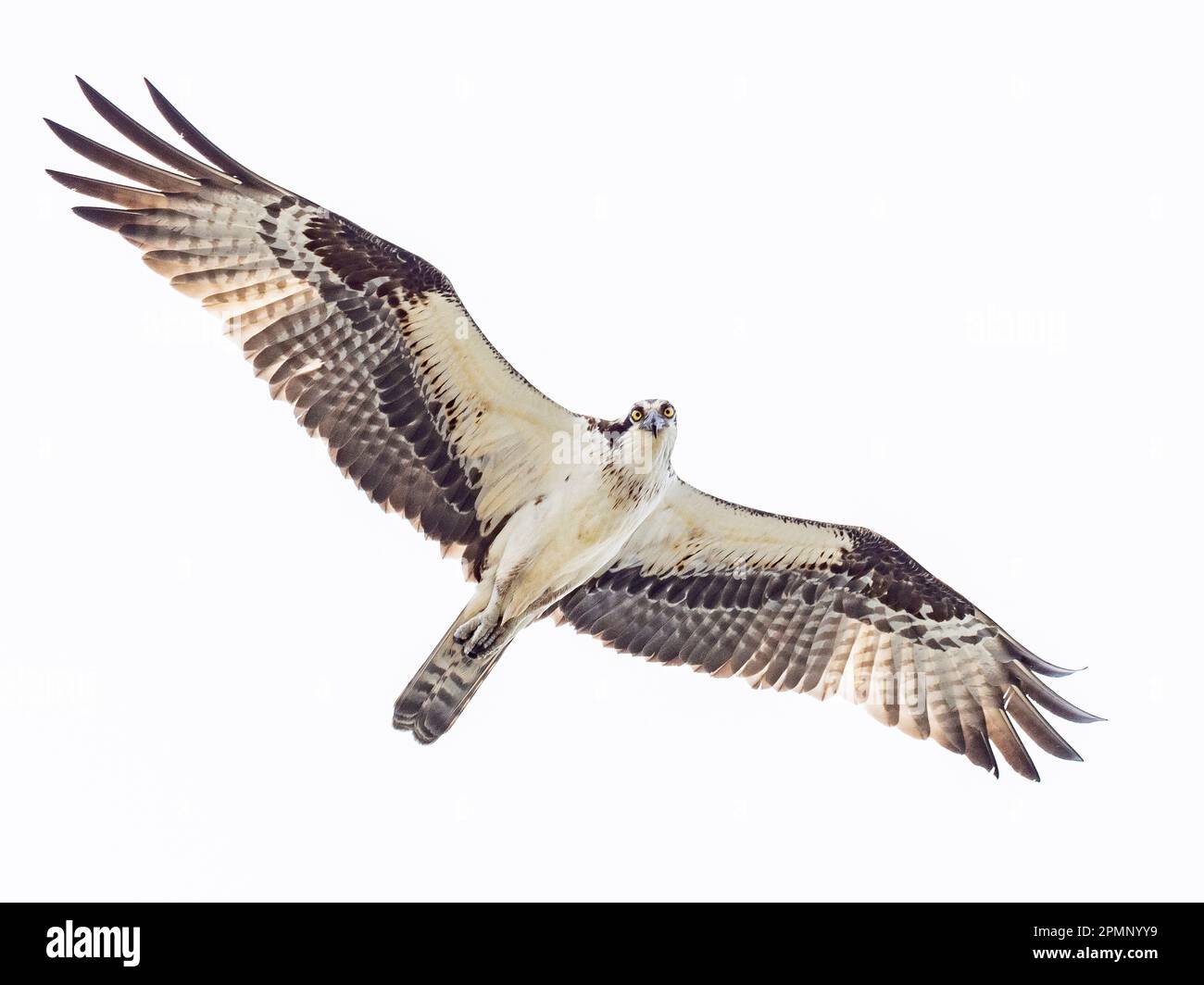 Osprey (Pandion haliaetus) volando sopra la testa; Groton, Connecticut, Stati Uniti d'America Foto Stock