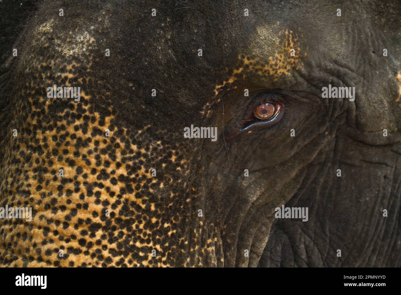 Primo piano dell'occhio e pelle macchiata di un elefante asiatico (Elephas maximus) al Tempio di Bayon; Siem Reap, Cambogia Foto Stock