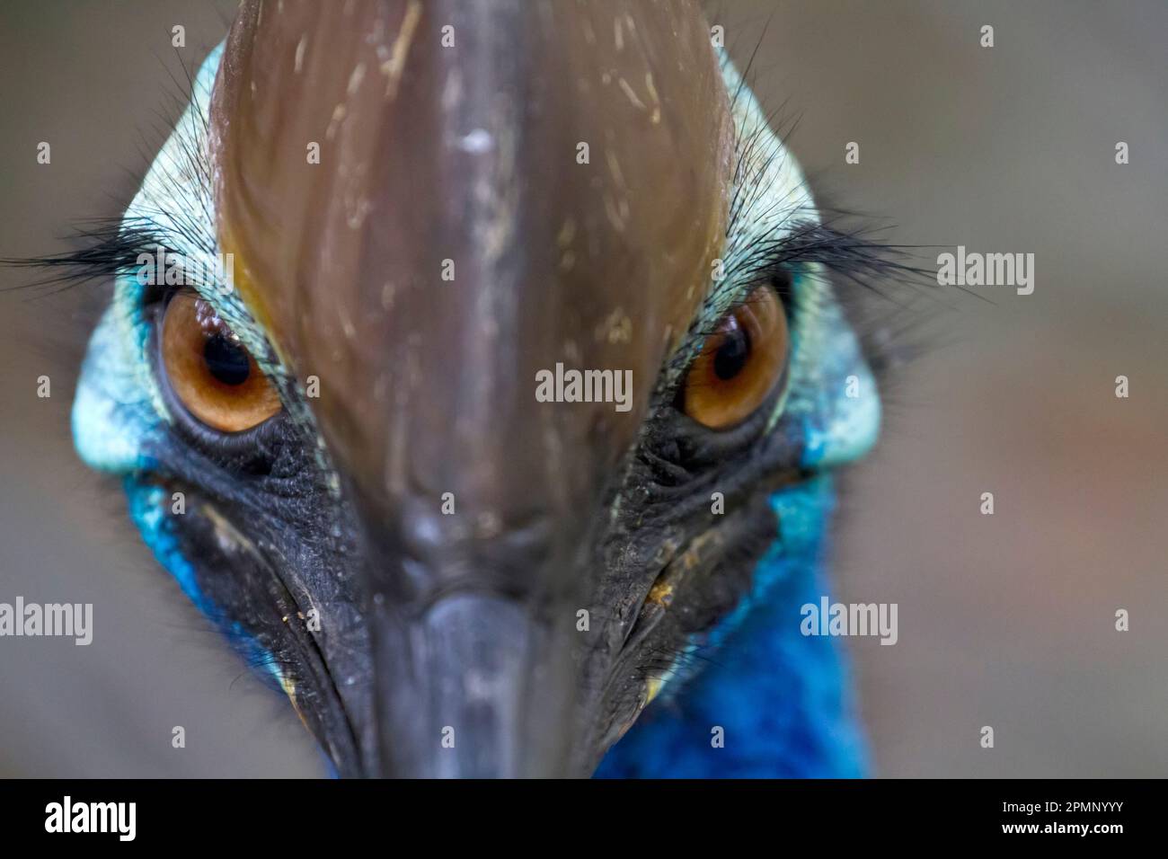 Primo piano di un cassowary meridionale (casuarius casuarius johnsonii), un uccello senza volo; Australia Foto Stock