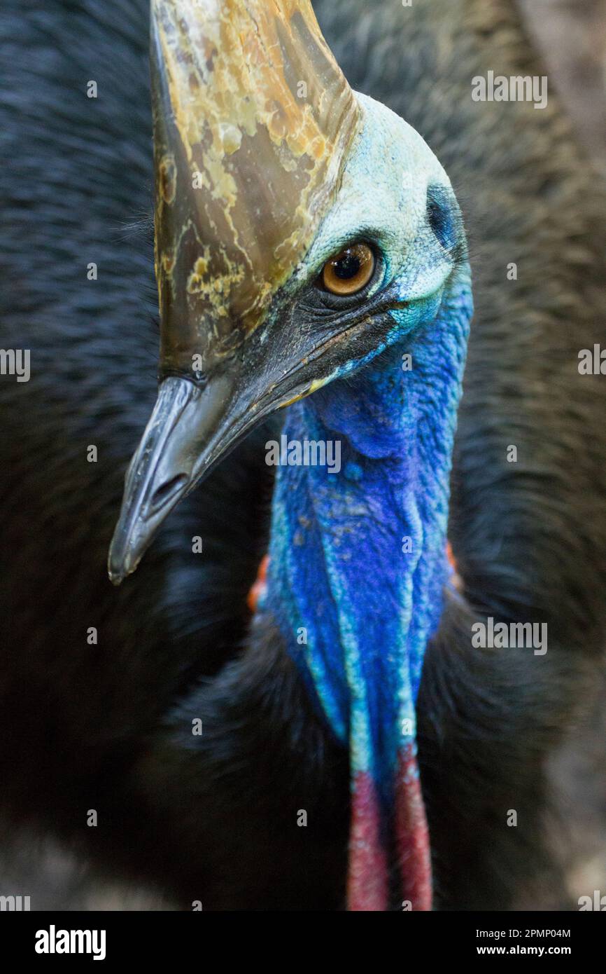 Ritratto ravvicinato di un cassowary meridionale (casuarius casuarius johnsonii), un uccello senza volo; Australia Foto Stock