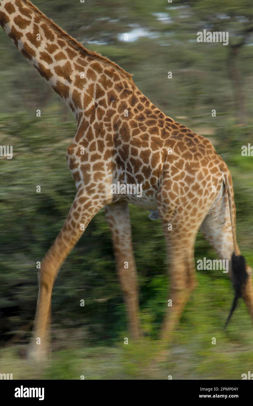 La giraffa reticolata (Giraffa reticulata) attraversa le praterie della Tanzania; il Parco Nazionale del Serengeti, Tanzania Foto Stock