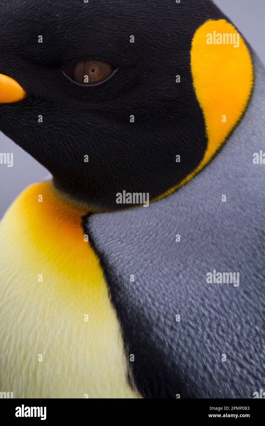 Primo piano estremo di King Penguin (Aptenodytes patagonicus) affronta e piume a Saint Andrews Bay sull'Isola della Georgia del Sud; South Georgia Island Foto Stock
