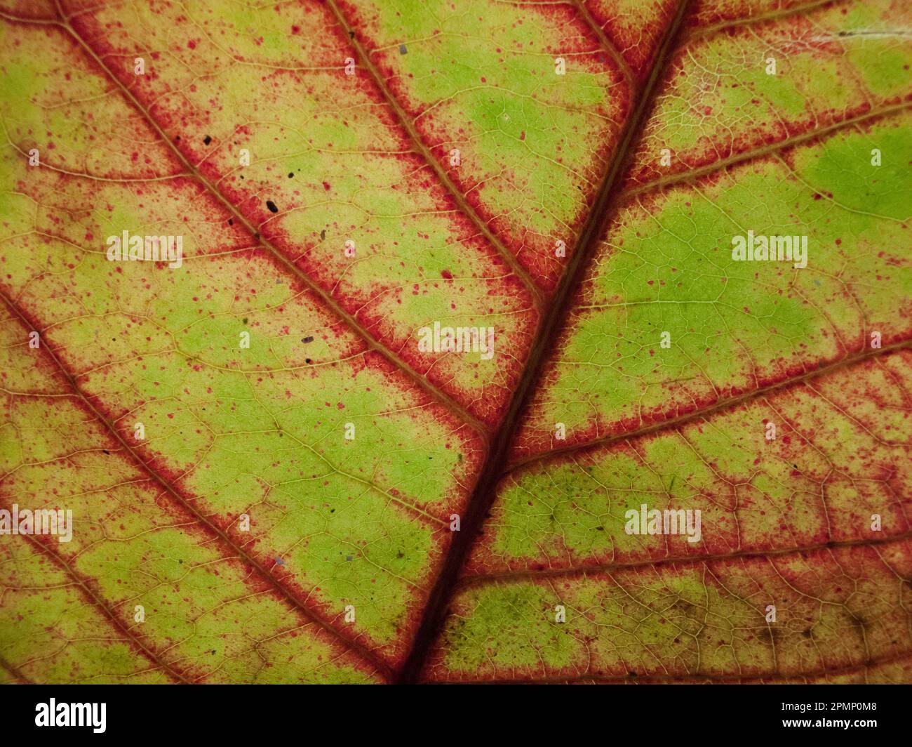 Primo piano di una foglia di rosso e verde proveniente da una foresta pluviale; Barro Colorado Island, Panama Foto Stock