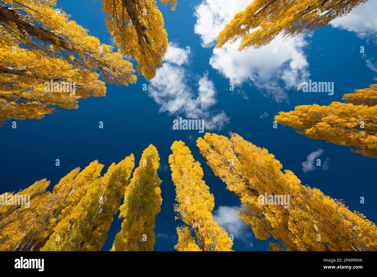 Gli alberi di salice con fogliame giallo sembrano toccare il cielo in una giornata di sole; la regione di Otago, l'Isola del Sud, la nuova Zelanda Foto Stock