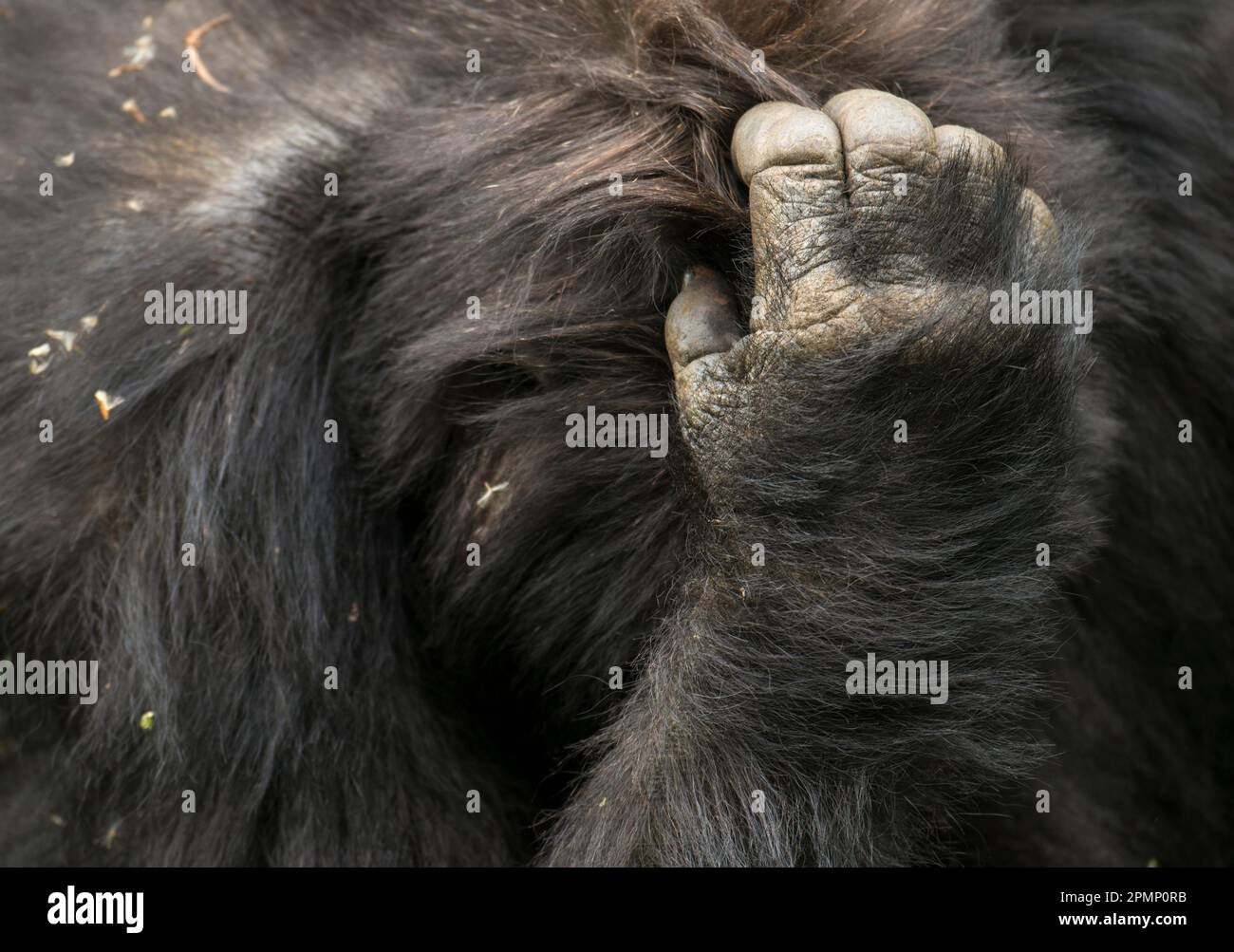 Primo piano del petto e della mano di un gorilla di montagna (Gorilla beringei beringei) del gruppo Umubano nel Parco Nazionale dei Vulcani; Ruanda Foto Stock