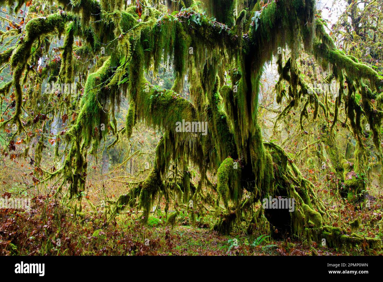 Albero d'acero a foglia d'uccello (Acer macrophyllum) coperto di muschio sul sentiero Hall of Mosses nella foresta pluviale Hoh dell'Olympic National Park, Washington... Foto Stock