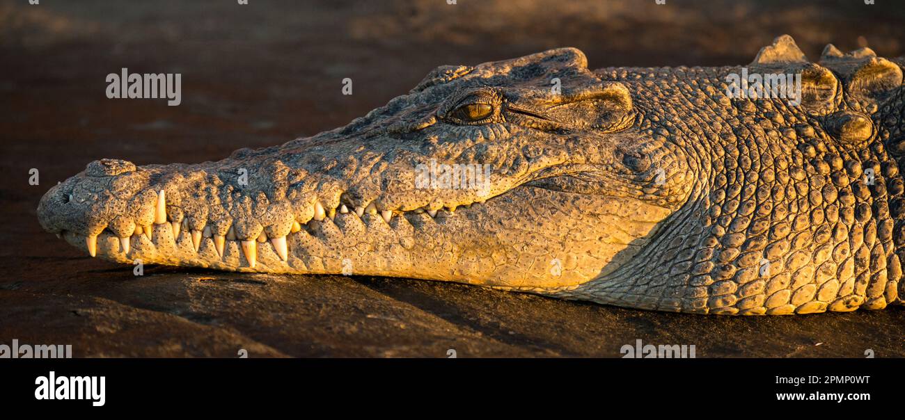 Coccodrillo di acqua salata (Crocodylus porosus) che poggia la testa sulle rocce del fiume King George; Kimberley, Australia Occidentale, Australia Foto Stock