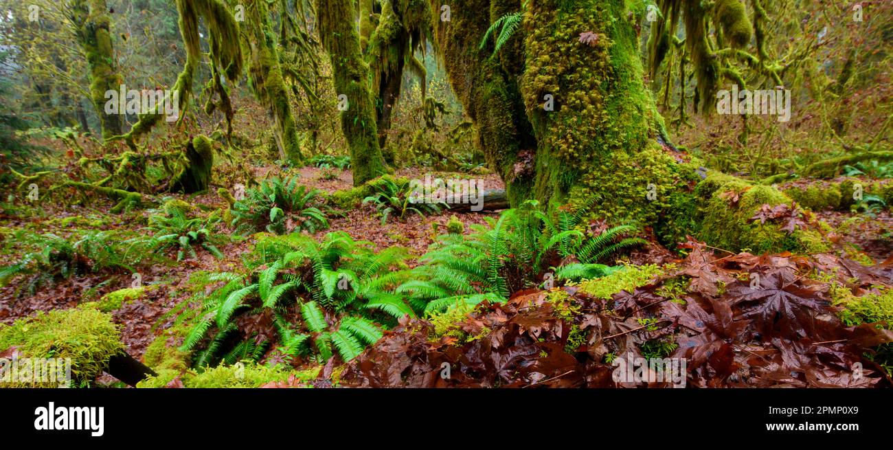 Polypodium glycyrrhiza, comunemente nota come felce liquirizia, felce a molti piedi e radice dolce, che cresce sul fondo della foresta nel Parco Nazionale Olimpico, Wa... Foto Stock